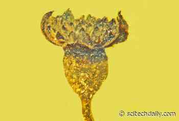 New Flower From 100 Million Years Ago Brings Sunburst Holiday Beauty to 2020