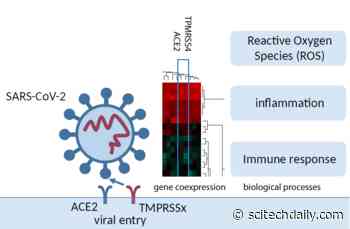 How the COVID Virus Induces Inflammation, Cytokine Storm and Stress in Infected Lung Cells