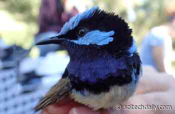 Keeping Up Appearances: Male Fairy-Wrens Show That Looks Can Be Deceiving