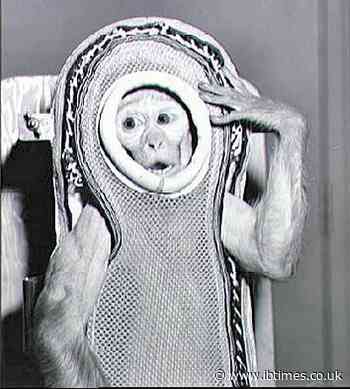 Congress asked to investigate the mass euthanasia of NASA's 27 lab monkeys