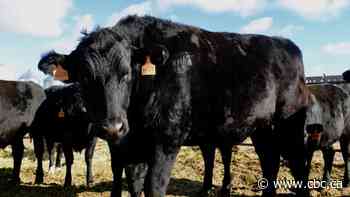 Prairie farmers using high-end Wagyu genetics to create 'snow beef'