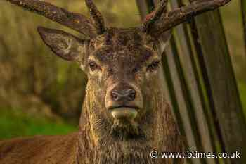 Robot deer helps capture poacher who previously outwitted authorities