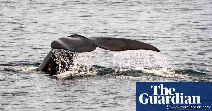 Even slow-moving boats likely to kill endangered right whales in a collision, study finds