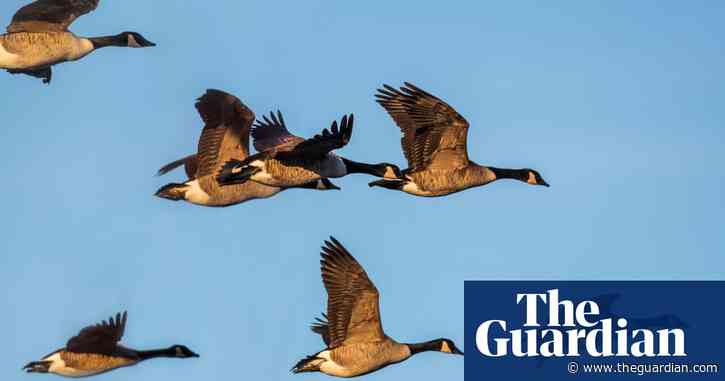 Wetlands, beavers and Cinderella causes; the growth of environmental funding