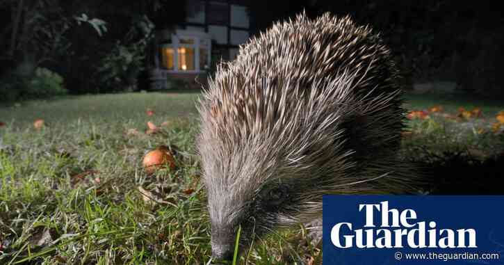 ‘Take a nocturnal stroll’: readers’ tips on connecting with nature
