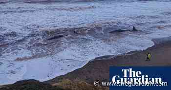 Group of whales washed up on east Yorkshire beach