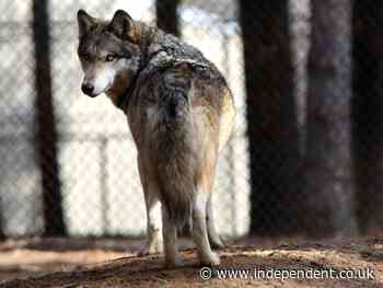 Friend or foe? Europe’s largest wolf population divides opinion in Spain and Portugal