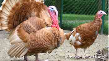 Buren lanceren petitie tegen geurhinder kalkoenkwekerij: “Ma... (Lichtervelde) - Het Nieuwsblad