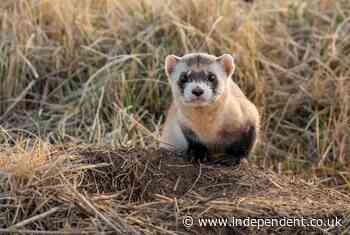 Endangered black-footed ferrets get experimental Covid vaccine
