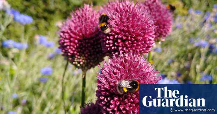 Wild ways: how readers have been helping wildlife in their gardens
