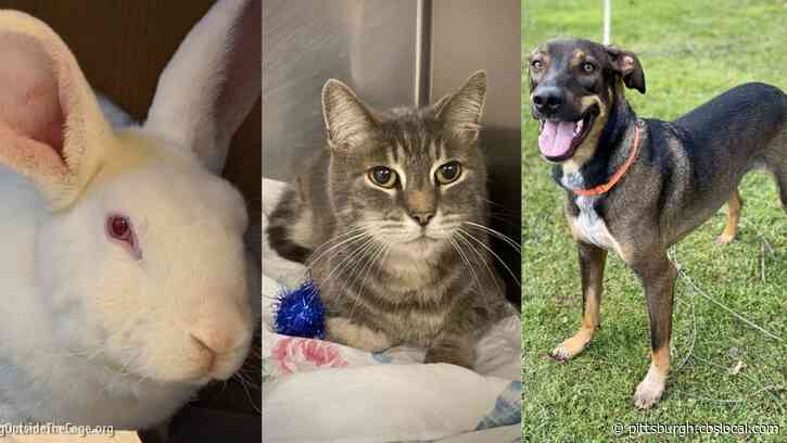 Furry Tails: Bunadict, Angel & Leo Are Waiting For Forever Homes
