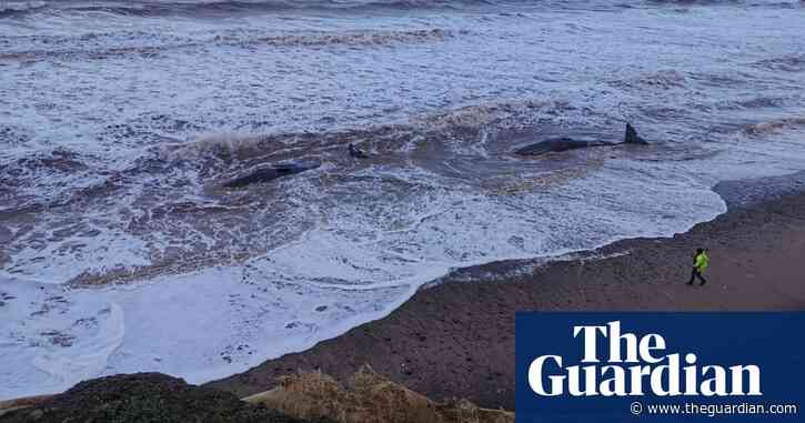 Young sperm whales stranded on east Yorkshire coast feared dead