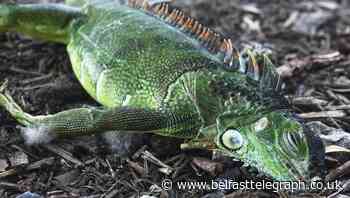 Florida residents told to brace for cold Christmas – including falling iguanas