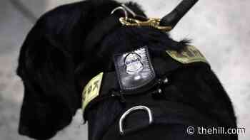 Trump pardons include former officer who released police dog on man