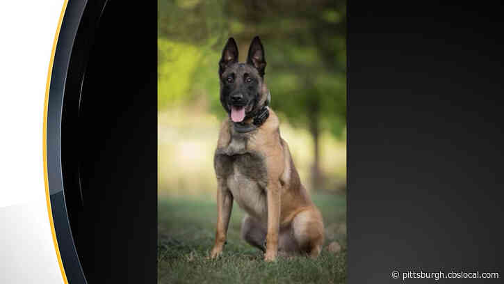 Nonprofit Donates Body Armor To K9 Ivan With North Huntingdon Police Department