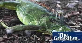 Florida braced for unusually cold Christmas – and falling iguanas