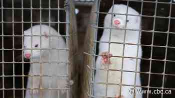Second mink farm in B.C.'s Fraser Valley records COVID-19 cases