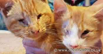 Kitten with no eyes rescued from the streets - and is reunited with his brother