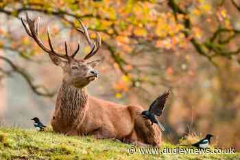 In Pictures: Animal antics lift spirits during difficult year - Dudley News