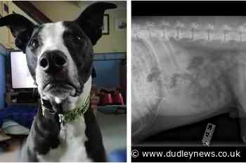 Hungry dog rescued by vets after eating three feet of tinsel - Dudley News