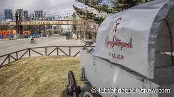 'Very hopeful:' Planning underway for modified Calgary Stampede in 2021 - Lethbridge News Now