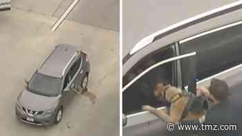 Police Dog Subdues Stolen Car Suspect on L.A. Freeway