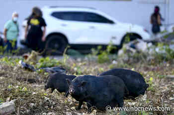 Feral pigs flummox Puerto Rico, invading communities and reproducing rapidly