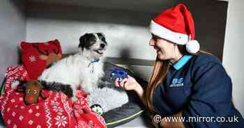 Inside Battersea Dogs & Cats Home at Christmas - from festive food to heartwarming presents - Mirror Online