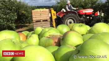 Brexit: NI Agri-food industry cautiously welcomes deal - BBC News