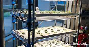 Food will be grown hydroponically in shipping containers in Cardiff's Bute Park - Wales Online