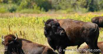 Minnesota's bison herd expands in Olmsted County