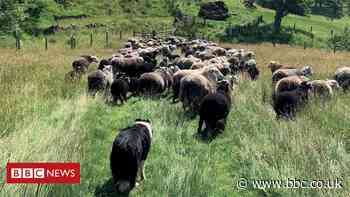 'The year city-dwellers needed my photos of country life'