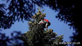 Georgia climbers who risk their lives for Christmas trees