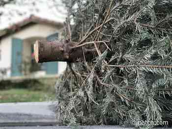 How To Dispose Of Your Christmas Tree In Rhode Island: 2020 - Patch.com
