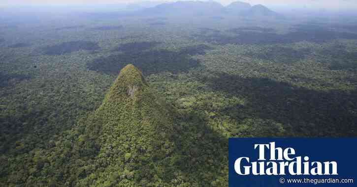 'It's as if we've learned nothing': alarm over Amazon road project