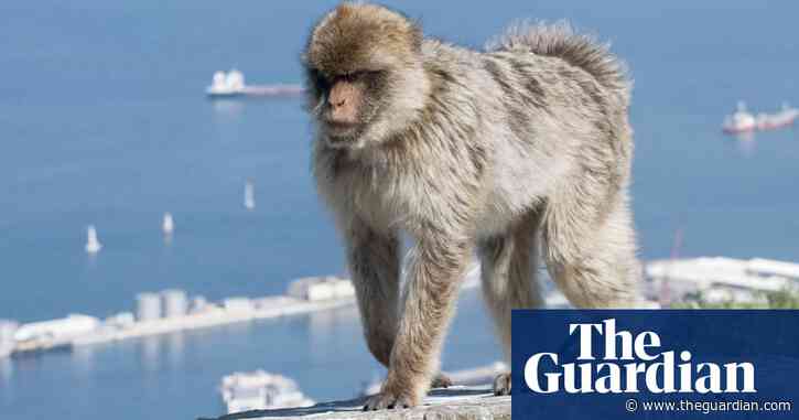 Gibraltar vets make daily patrols to check macaques for coronavirus