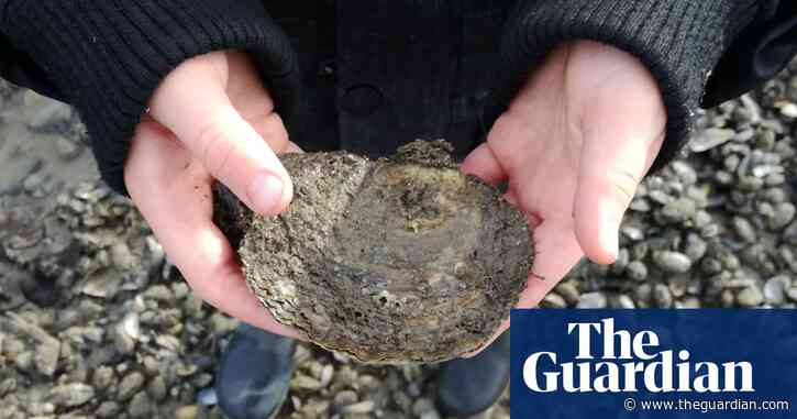 Oysters return to Belfast Lough after more than 100 years