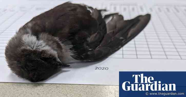 Mass die-off of birds in south-western US 'caused by starvation'