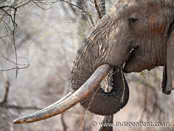 UK’s ivory ban delay ‘costing lives of elephants’ as dealers still selling trinkets for thousands of pounds