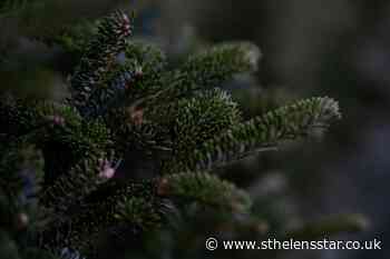Where to recycle your real Christmas Tree in St Helens - St Helens Star