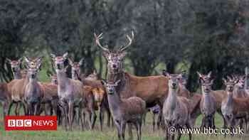 Portugal outrage after Spanish hunters massacre 500 wild animals