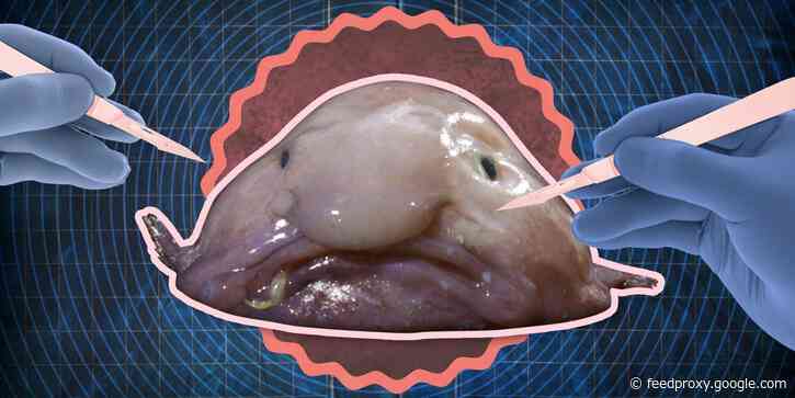What's inside a blobfish, the 'world's ugliest animal'