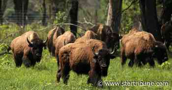 As fertilizers spread worldwide, researchers find herbivores can't keep up with excess grasses