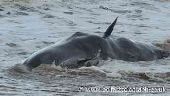 Coastguards warn public to avoid touching dead whales after stranding
