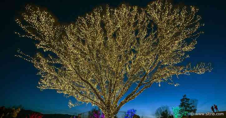 Draper Park trees don lights for holidays