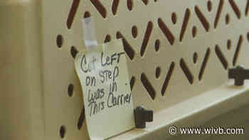 Investigation underway after cat was abandoned by owner outside Ten Lives Club for over an hour