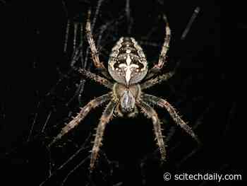 Arachnauts: NASA Sends Spiders to Space for Experimentation – Here’s What They Found