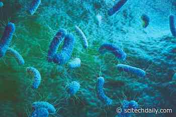 New Class of Dual-Acting Antibiotics Active Against a Wide Range of Bacteria