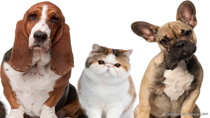 Animal Friends Provides Specialized Care, Offers Pets Chance To Find Comfort In Loving Homes