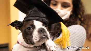 Pandemic isolation sees booming demand for pets — and for businesses that cater to them